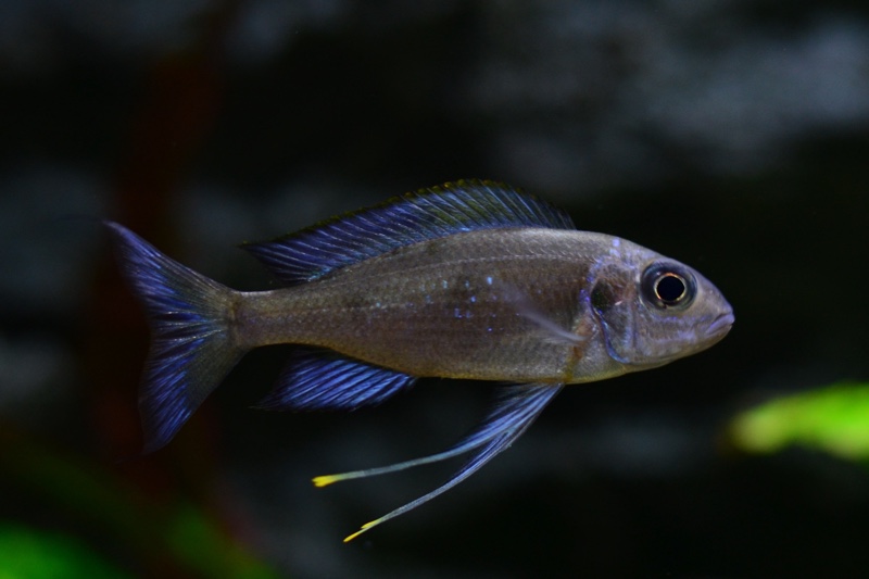 Ophthalmotilapia sp. 'paranasuta' Nyanza-Lac